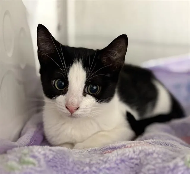 A baby small-sized female Domestic Short Hair cat named Nessie for adoption in Redlands, CA
