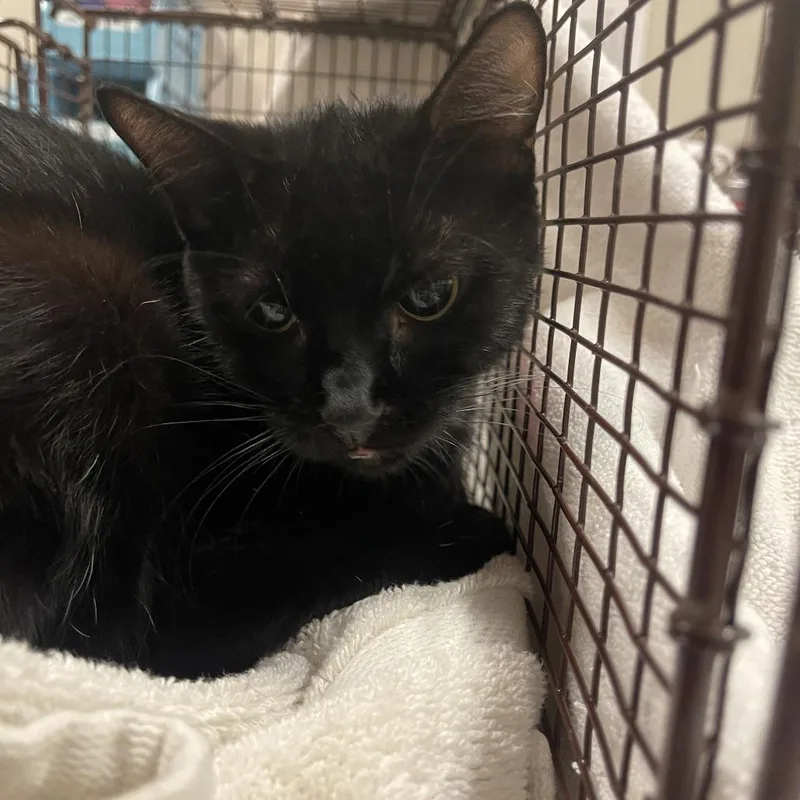 An adult medium-sized female Domestic Short Hair cat named Jinnie for adoption in Chicago, IL