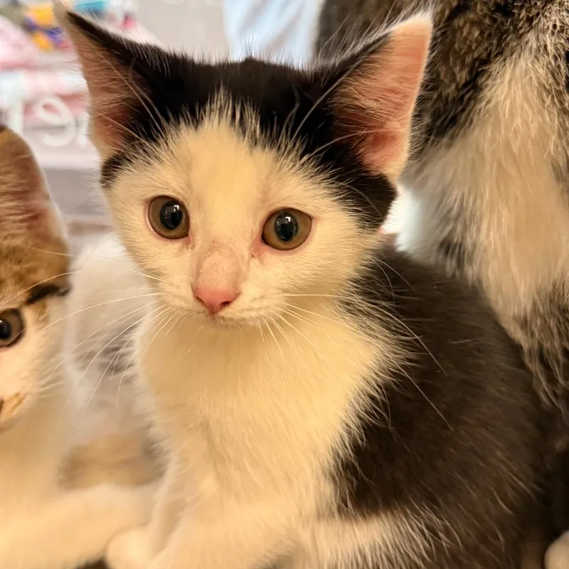 A baby small-sized female White Domestic Short Hair cat named Lida Bida Boda Butt for adoption in Red House, WV