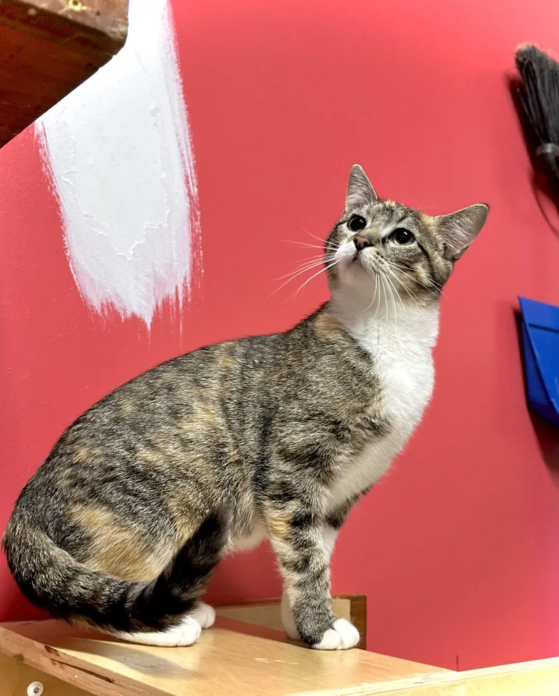 A young medium-sized female Domestic Short Hair cat named Turnip for adoption in Estherville, IA