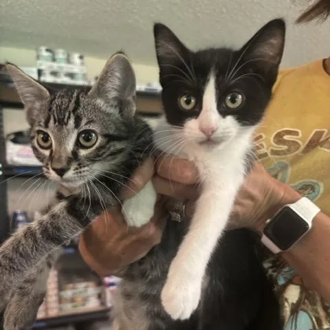 A baby small-sized female Black & White / Tuxedo Domestic Short Hair cat named Maggie and Beethoven for adoption in Hutchinson, MN