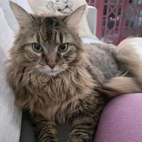 A senior small-sized female Tortoiseshell Domestic Long Hair cat named Gretel Hoover for adoption in Merrifield, VA