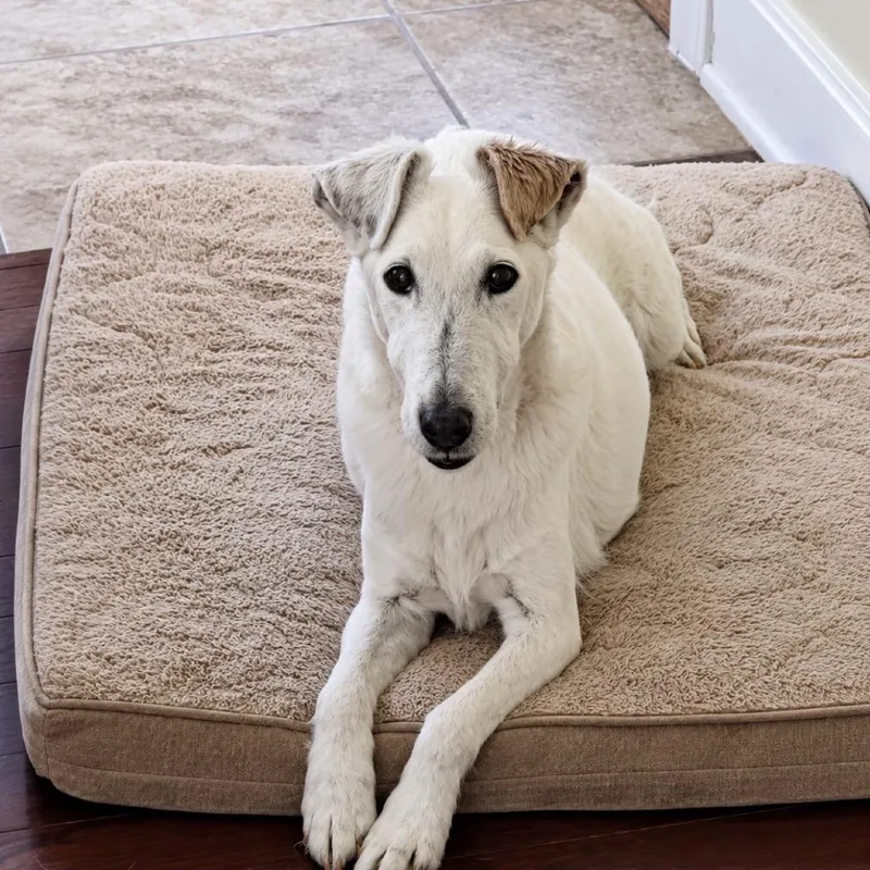 A senior small-sized male White / Cream Fox Terrier dog named Ragnar for adoption in Rochester, MN