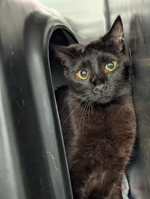 A young medium-sized male Domestic Short Hair cat named Indigo for adoption in Dallas, TX