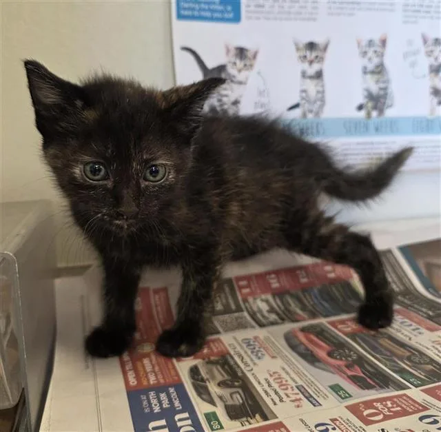 A baby small-sized female Domestic Short Hair cat named Princess for adoption in San Antonio, TX