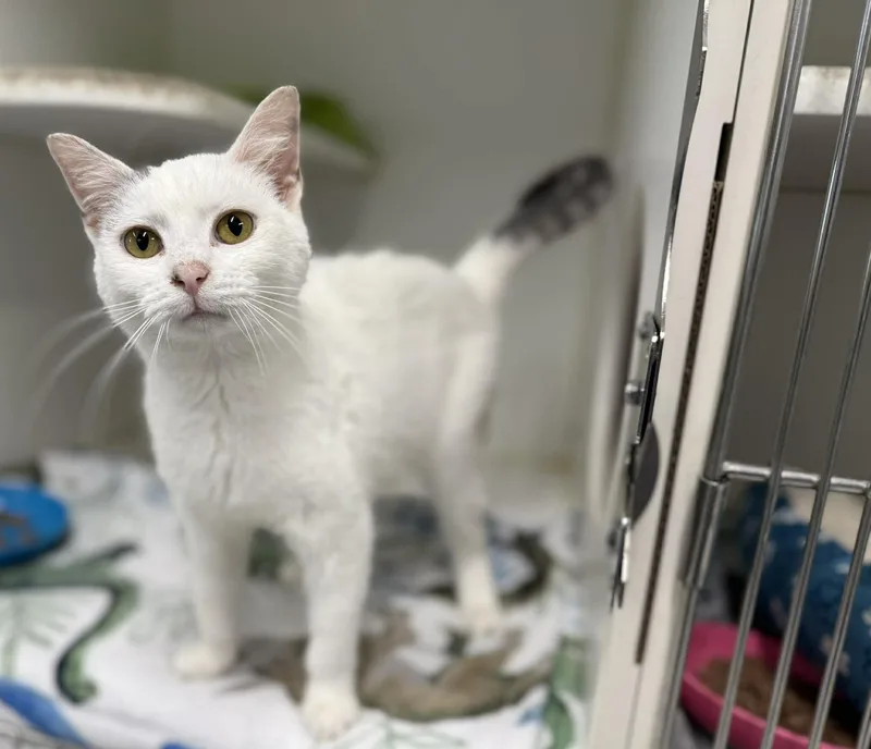 A young medium-sized female White Domestic Short Hair cat named Cherrybloss for adoption in Leitchfield, KY
