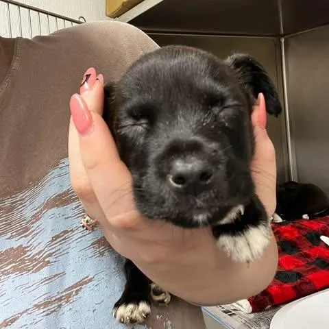 A baby small-sized male Mixed Breed dog named Spice for adoption in Edwardsville, IL