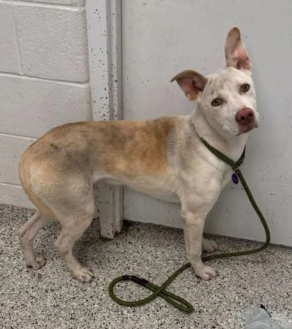 A young medium-sized male Yellow / Tan / Blond / Fawn Mixed Breed dog named Monte Cristo for adoption in Kansas City, MO