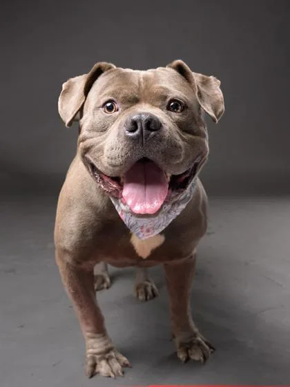 An adult large-sized male Pit Bull Terrier dog named Broccoli for adoption in Atlanta, GA