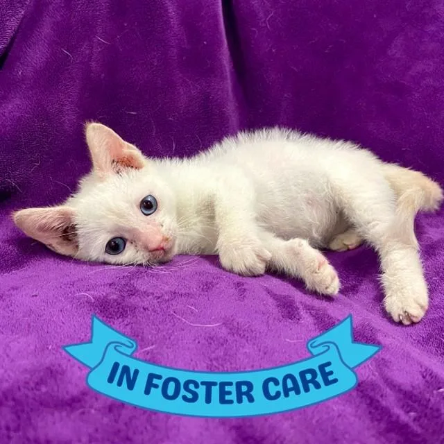 A baby small-sized male Domestic Short Hair cat named Happy for adoption in Tallahassee, FL
