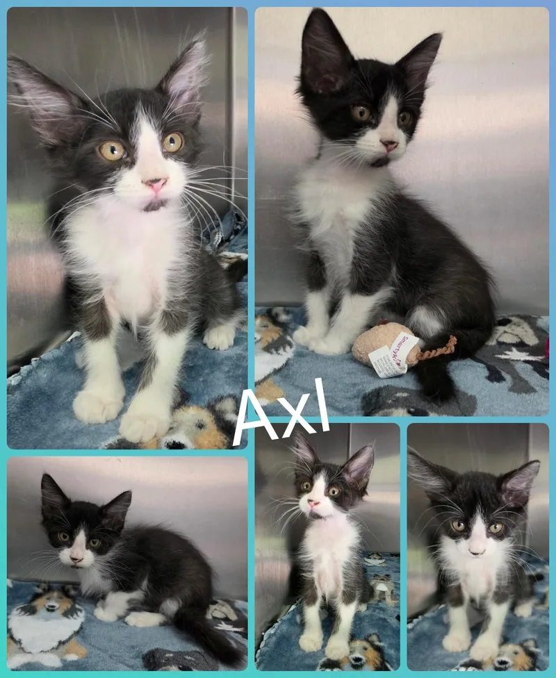 Axl