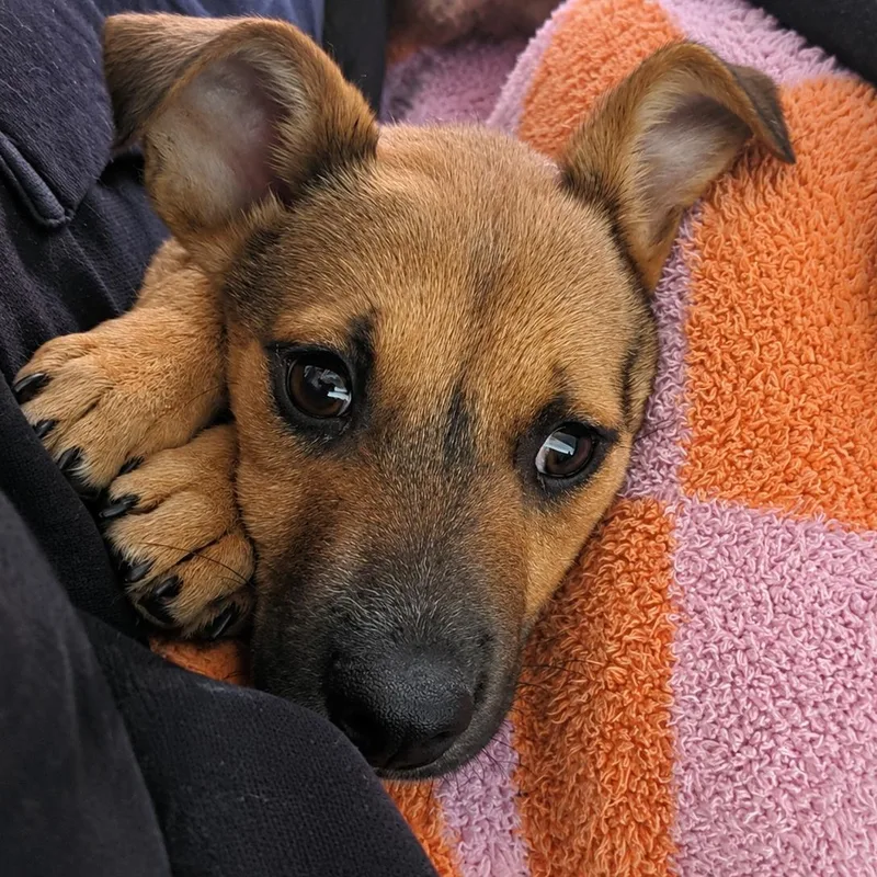 A baby small-sized female Brown / Chocolate Chihuahua dog named Rosa for adoption in CLARKSVILLE, TN