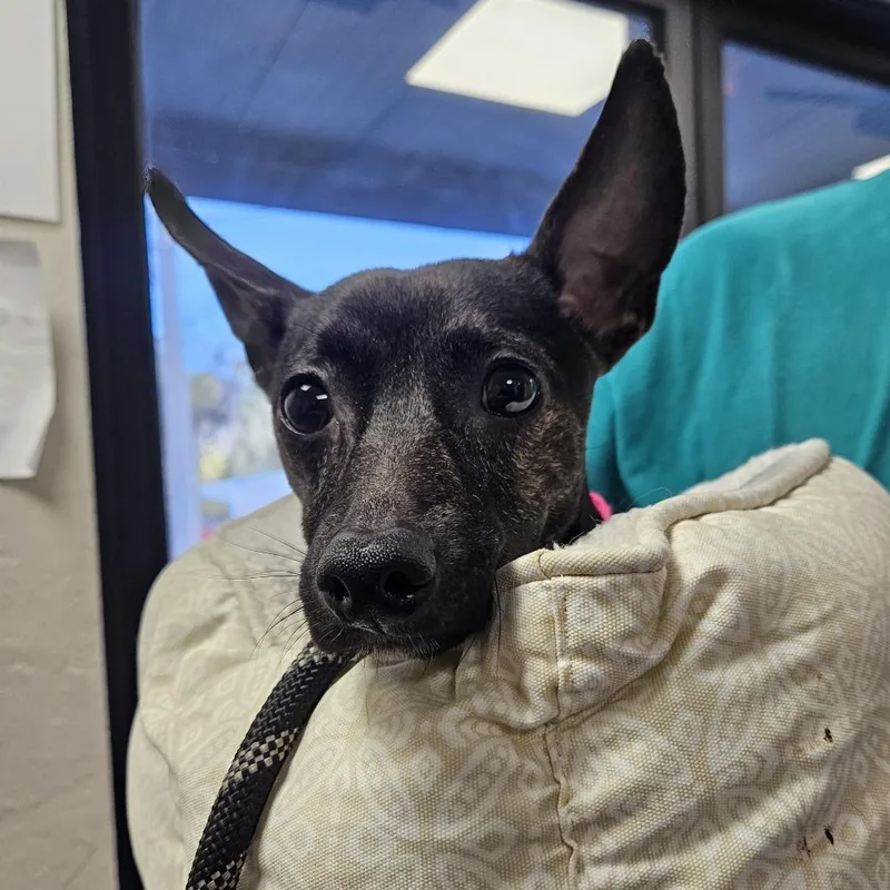 A young small-sized male Black Chihuahua dog named Kodi for adoption in Gainesville, FL