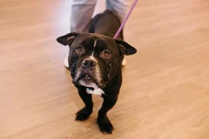 An adult medium-sized male Mixed Breed dog named Sausage Casserole for adoption in West Chester, PA