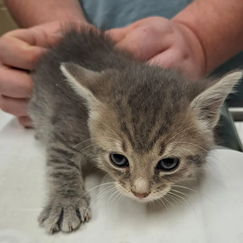 A baby small-sized female Domestic Short Hair cat named Evelen for adoption in Douglasville, GA