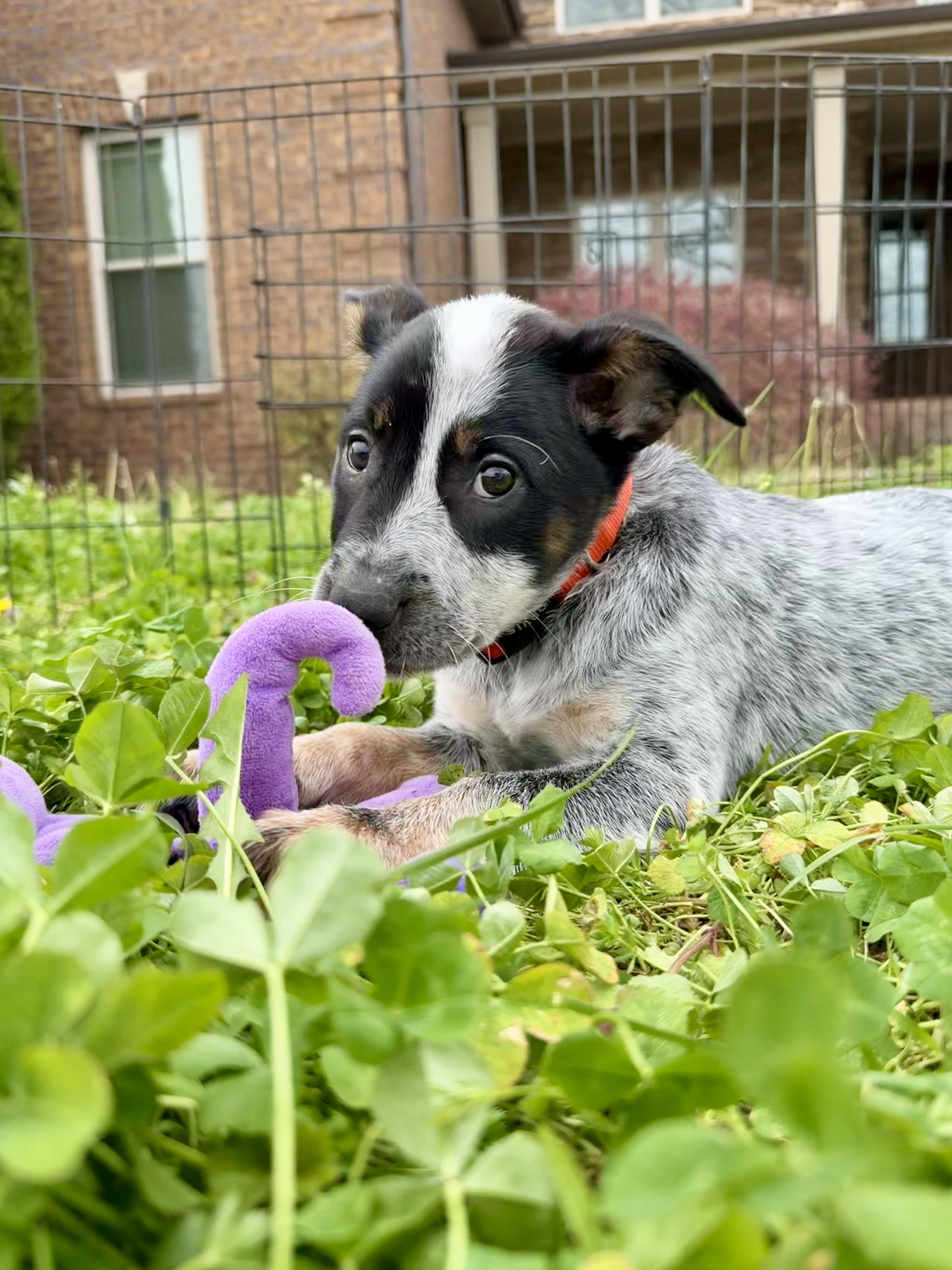 A baby medium-sized female Gray / Blue / Silver Australian Cattle Dog / Blue Heeler dog named Penny for adoption in Manassas, VA