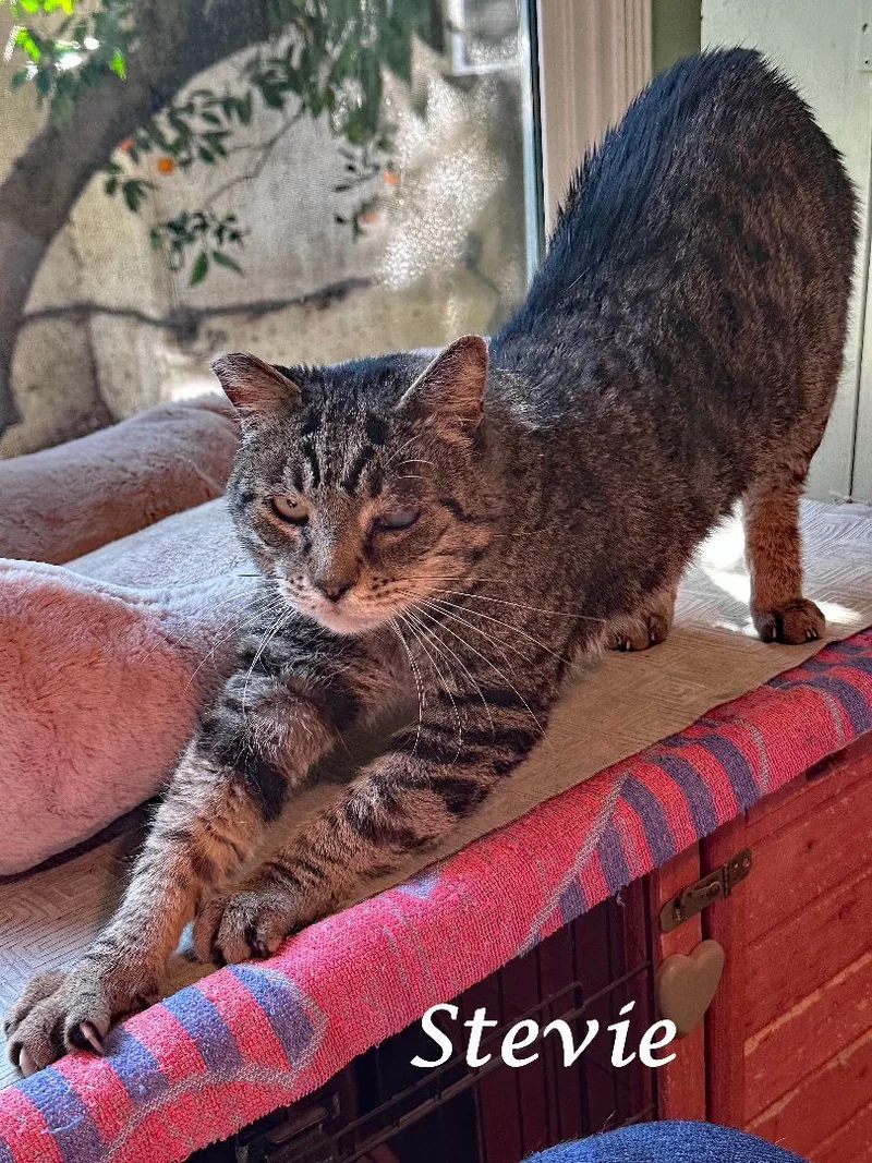 Sweet Stevie Wonder thumbnail 2