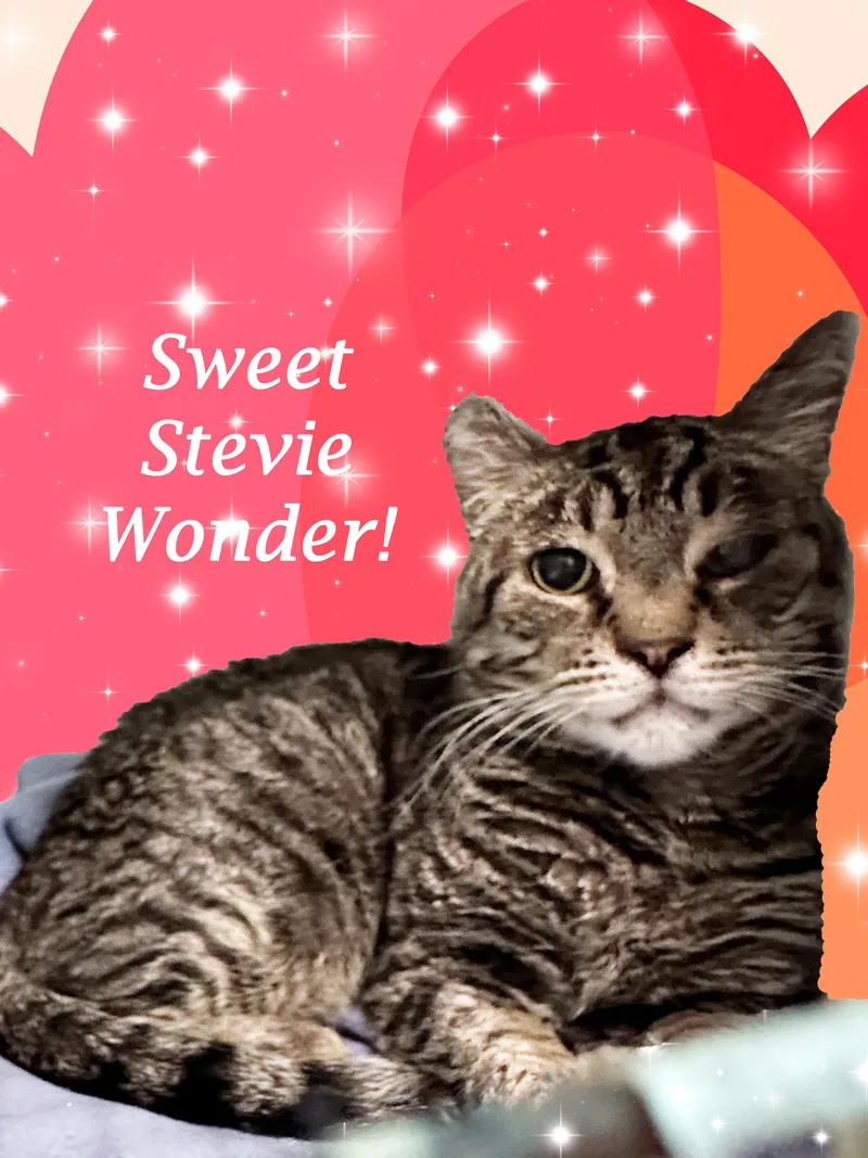 Sweet Stevie Wonder