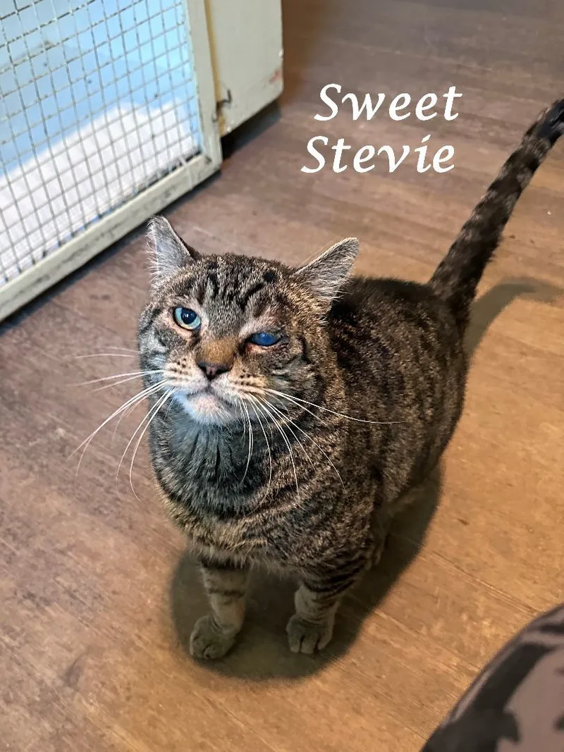 Sweet Stevie Wonder thumbnail 4