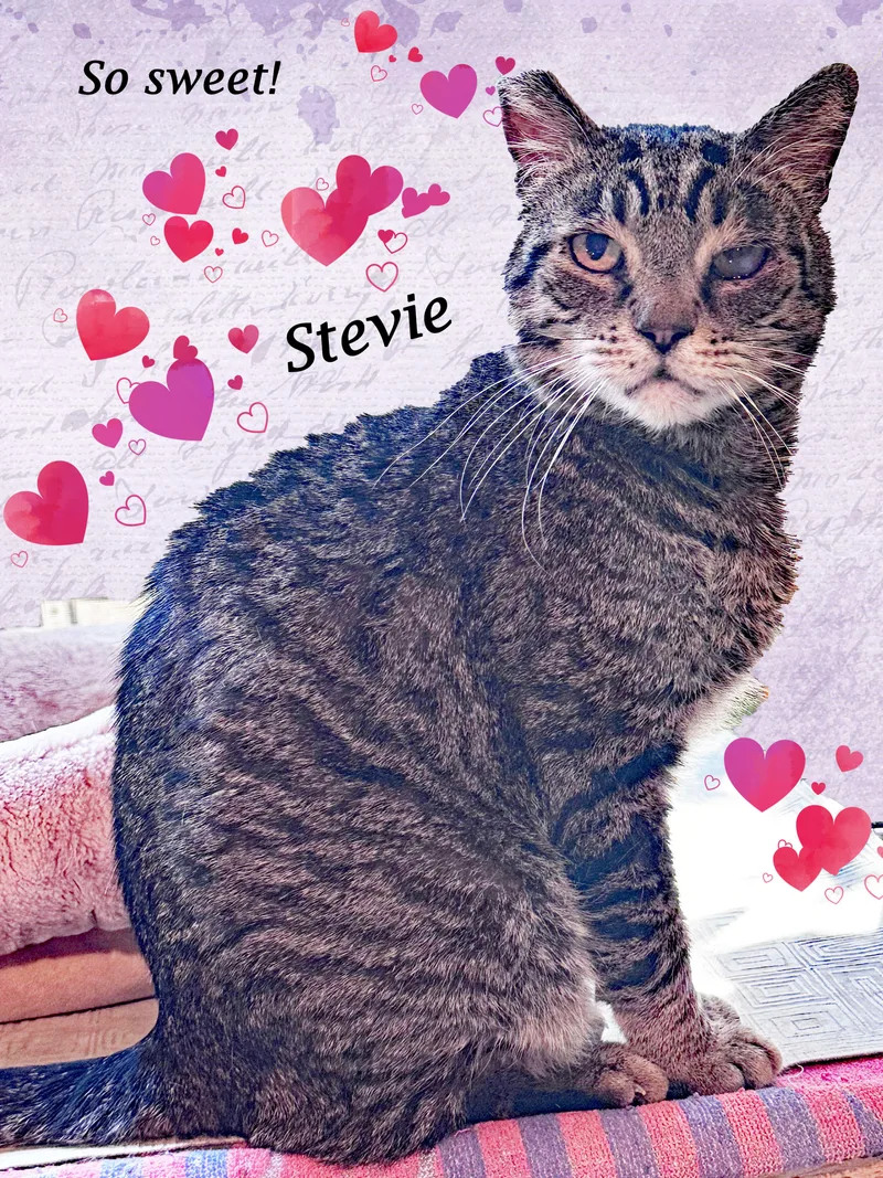 Sweet Stevie Wonder thumbnail 5