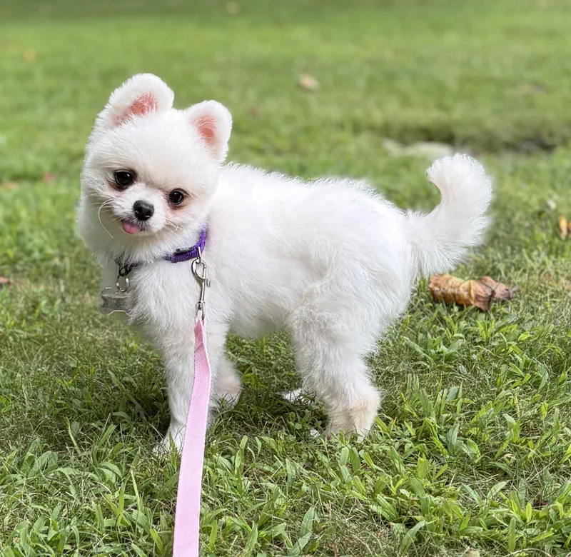 Pearly Mae