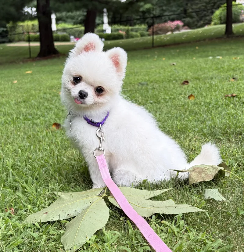 Pearly Mae thumbnail 2