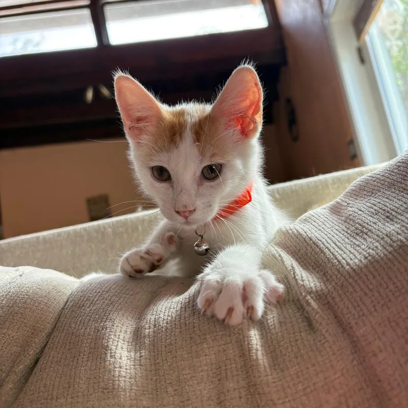 A baby small-sized male White Domestic Short Hair cat named Tajin for adoption in Las Cruces, NM