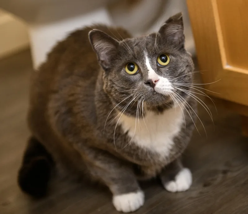 An adult large-sized male Gray & White Domestic Short Hair cat named Buddy for adoption in Seattle, WA
