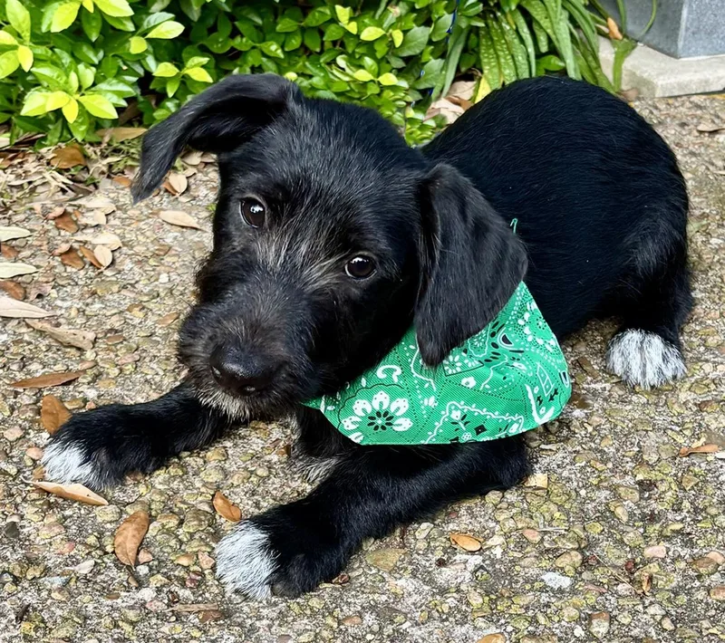 A baby medium-sized male Black Terrier dog named Precious PANDA  Sweet for adoption in Cypress, TX