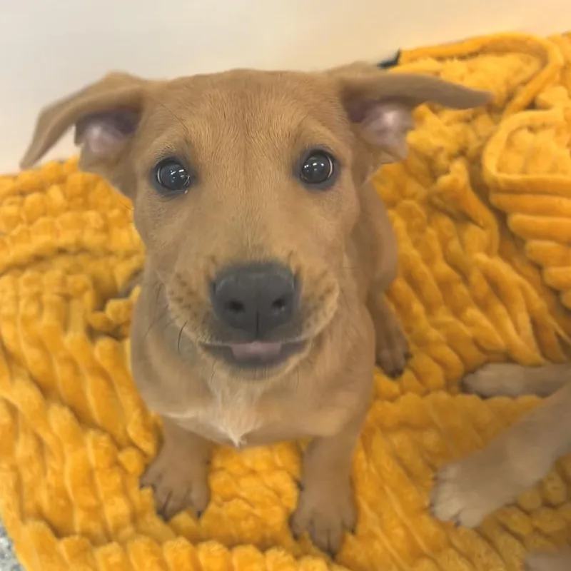 A baby medium-sized female Red / Chestnut / Orange Hound dog named Shalom for adoption in Kanab, UT