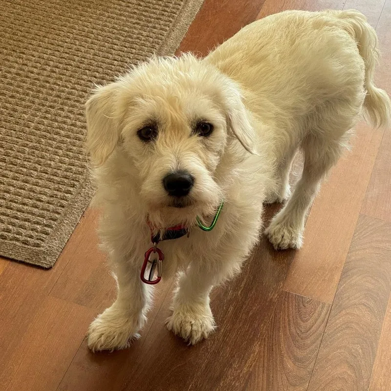 A young small-sized male White / Cream Terrier dog named Grover for adoption in Brooklyn, NY