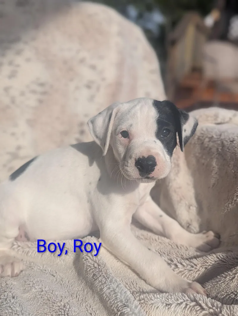 A baby medium-sized male Labrador Retriever dog named Roy for adoption in Houston, TX