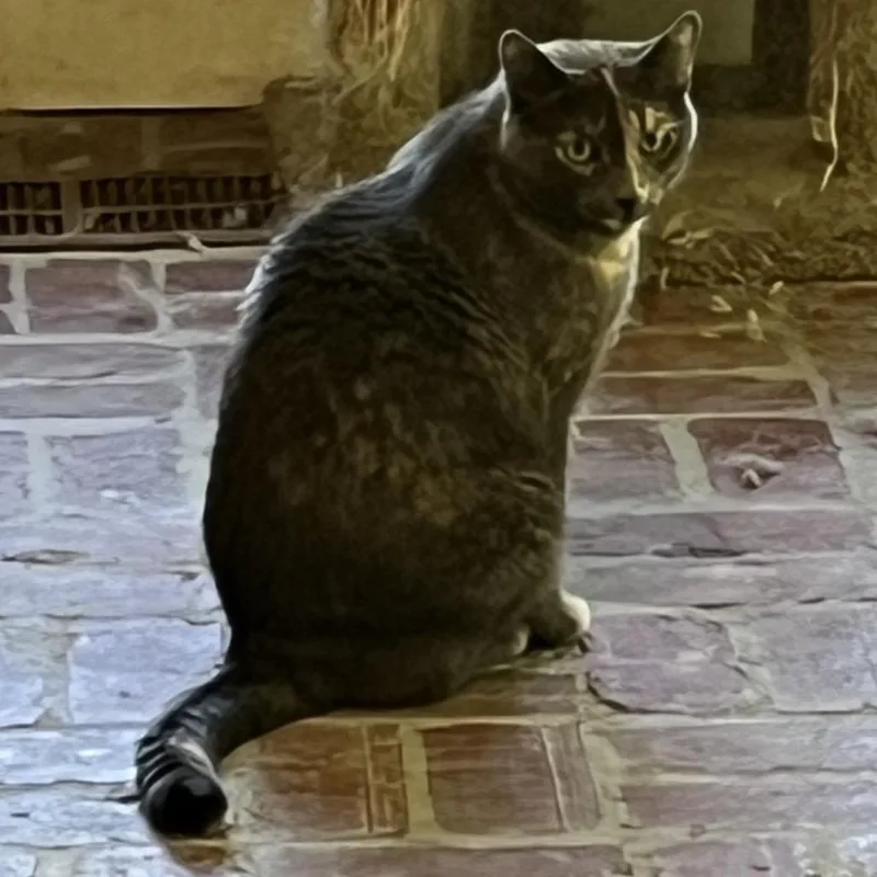 An adult large-sized female Domestic Short Hair cat named Erica for adoption in Huntsville, AL