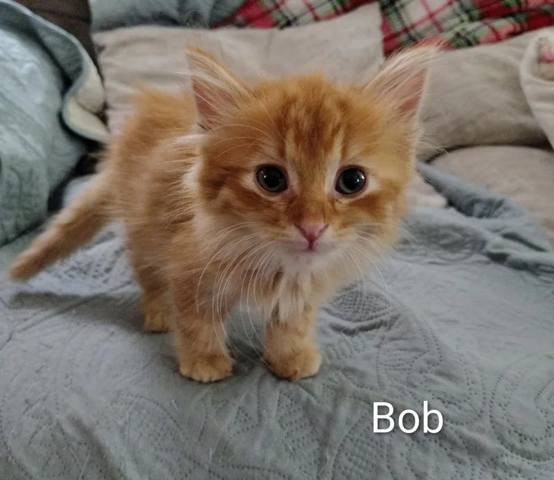 A baby medium-sized male Domestic Short Hair cat named Bob for adoption in Saint Cloud, MN