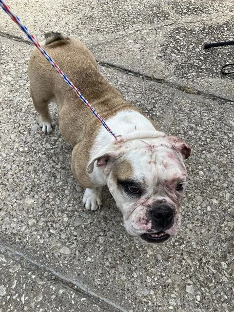 A young large-sized female American Bulldog dog named Bonnie for adoption in Dallas, TX