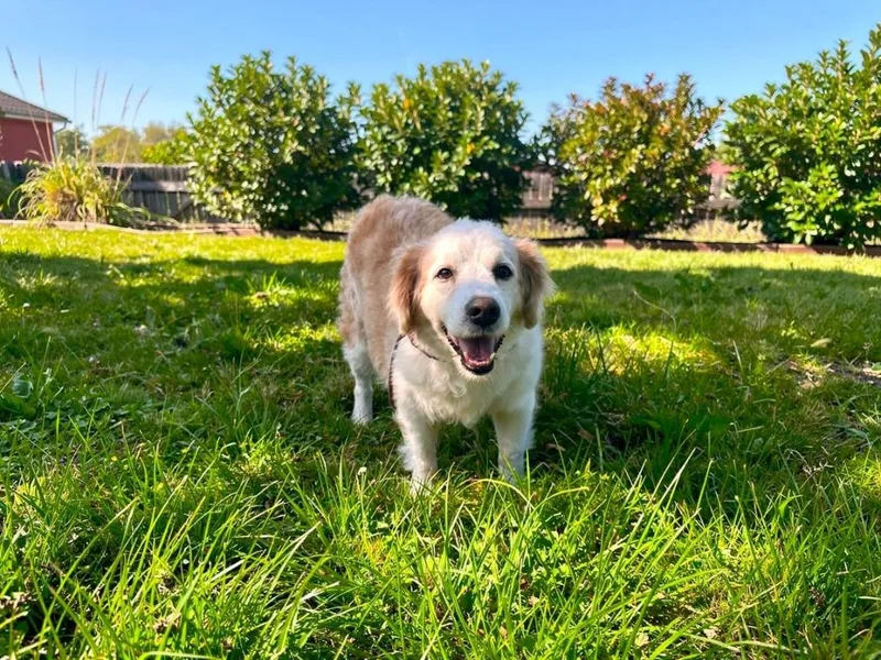 A senior large-sized female Golden Retriever dog named Bella for adoption in Sebastian, FL