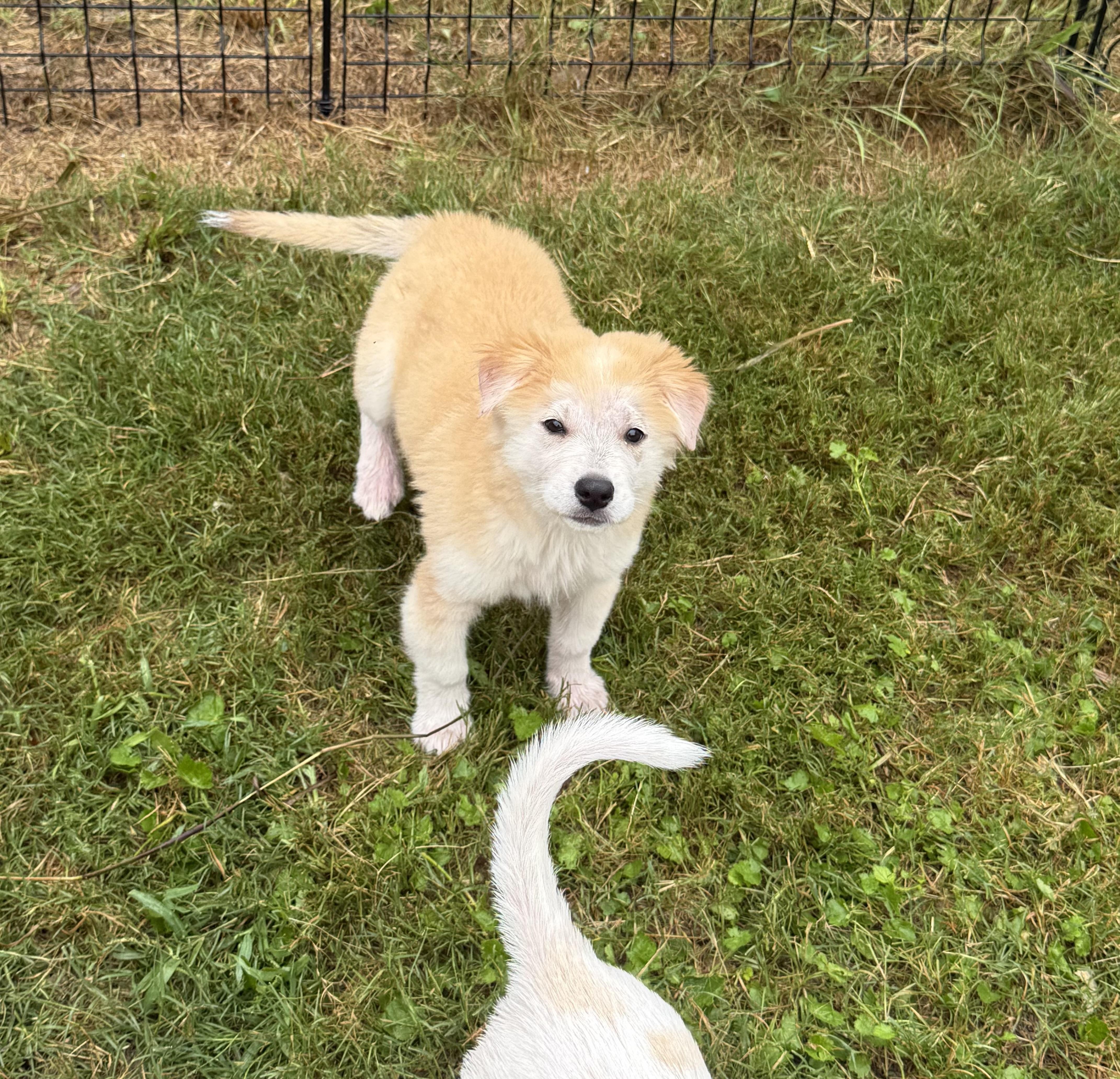 A baby medium-sized female Apricot / Beige Labrador Retriever dog named Tizzy for adoption in Pflugerville, TX