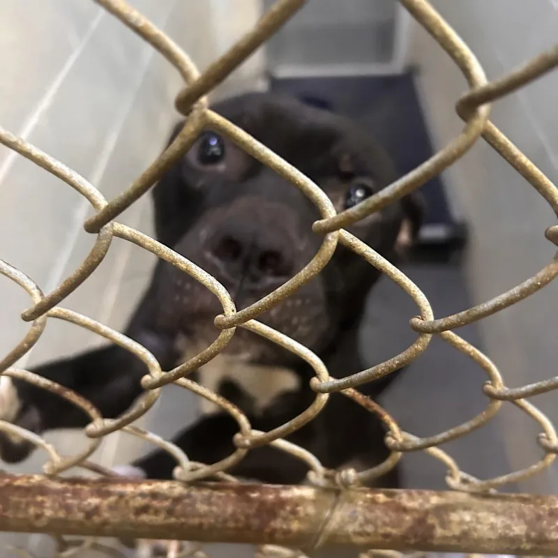 An adult medium-sized male Pit Bull Terrier dog named Siloh for adoption in Summerville, SC