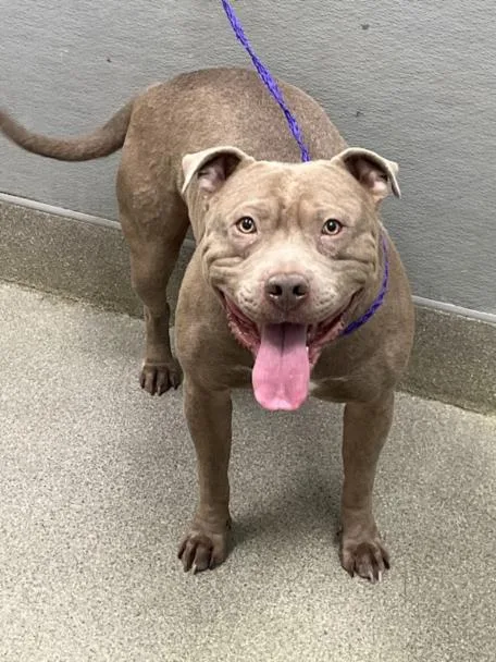 A young large-sized male Pit Bull Terrier dog named C.j for adoption in Las Vegas, NV