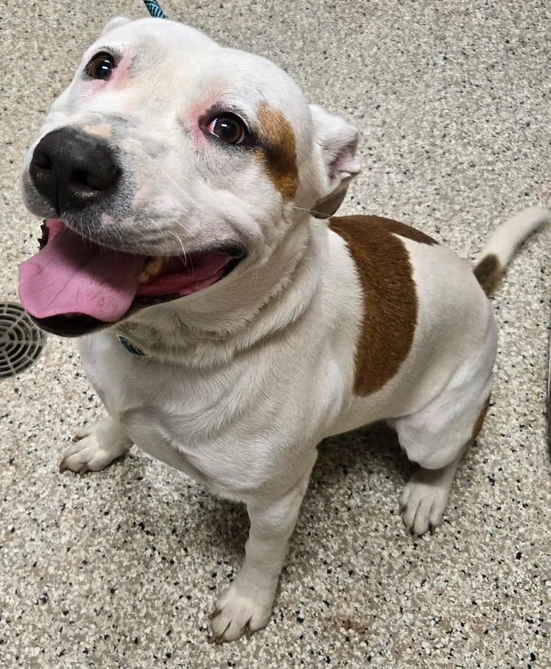 An adult large-sized male Pit Bull Terrier dog named Cody for adoption in Yorkville, IL