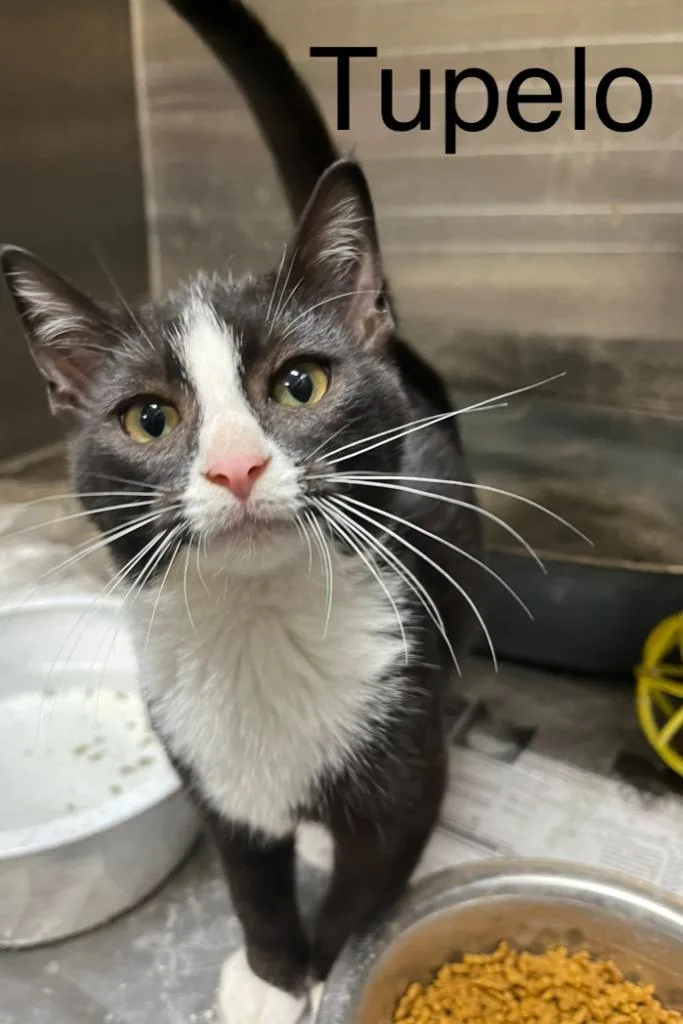 A baby small-sized male Domestic Short Hair cat named Tupelo for adoption in Princeton, IN