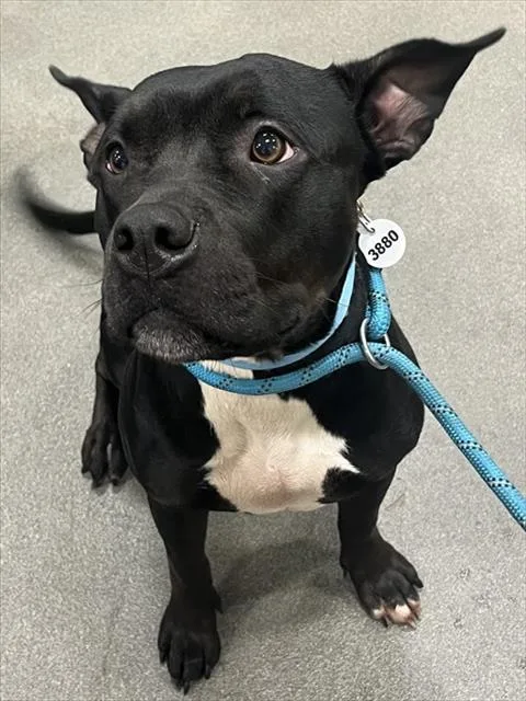 A young medium-sized female Pit Bull Terrier dog named June for adoption in Upper Marlboro, MD