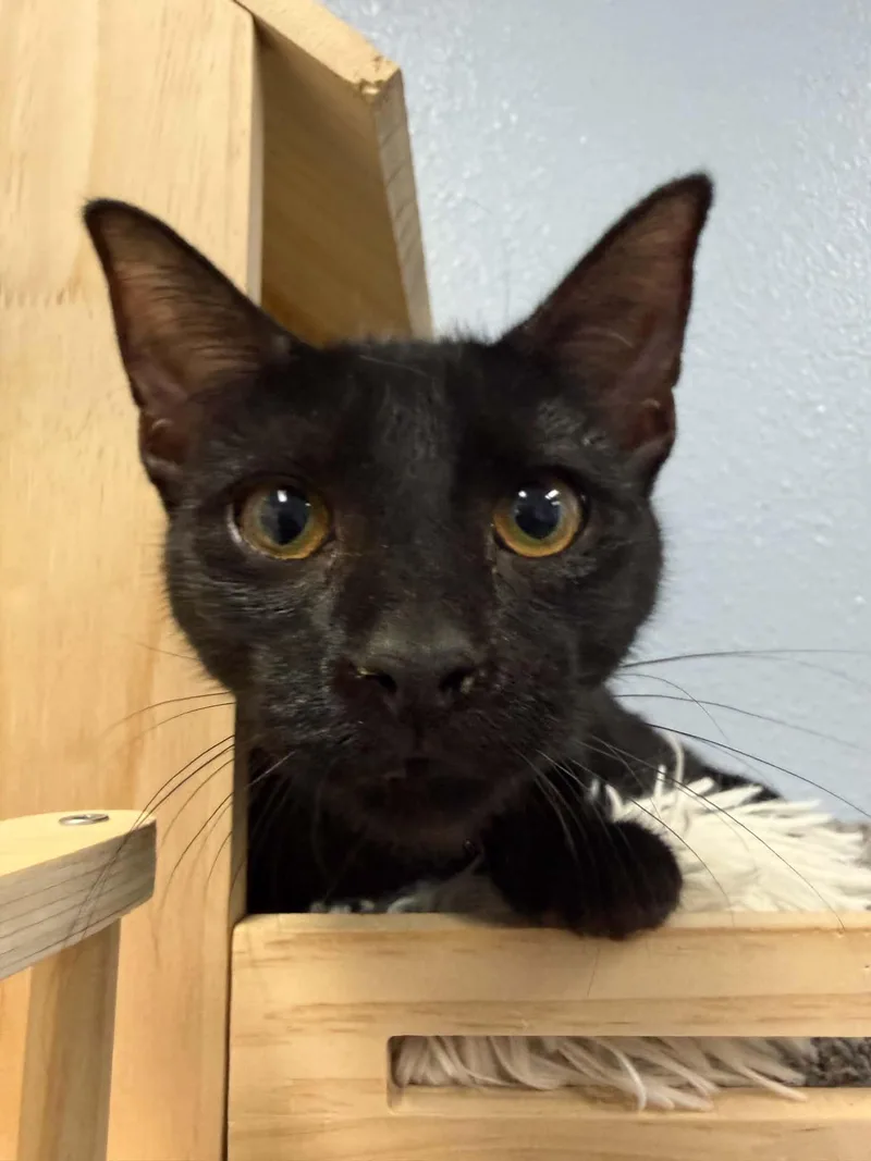 A young small-sized female Black Domestic Short Hair cat named Theodora for adoption in Weatherford, TX