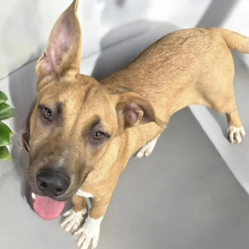 Beckham  Needs Summer thumbnail 2