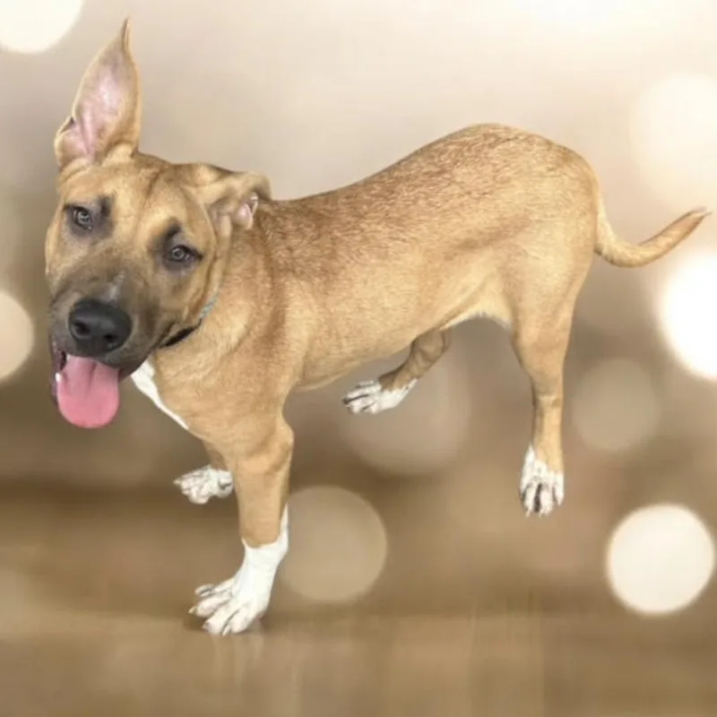 Beckham  Needs Summer thumbnail 6