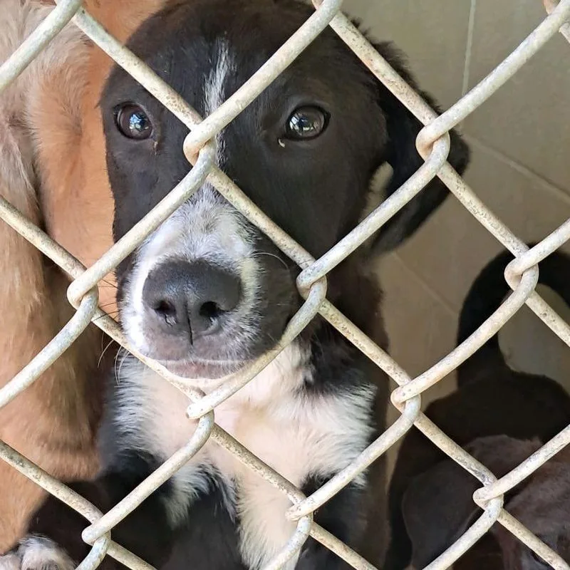 A young medium-sized female Black Mixed Breed dog named Sophia for adoption in Valley, AL