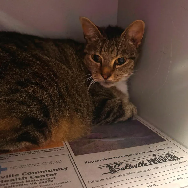 An adult small-sized female Brown / Chocolate Domestic Short Hair cat named Veruca for adoption in Marion, VA
