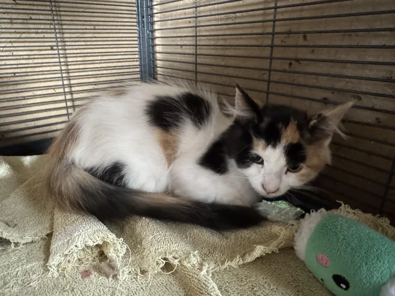 A young medium-sized female Calico Domestic Medium Hair cat named Polly for adoption in Rawlins, WY