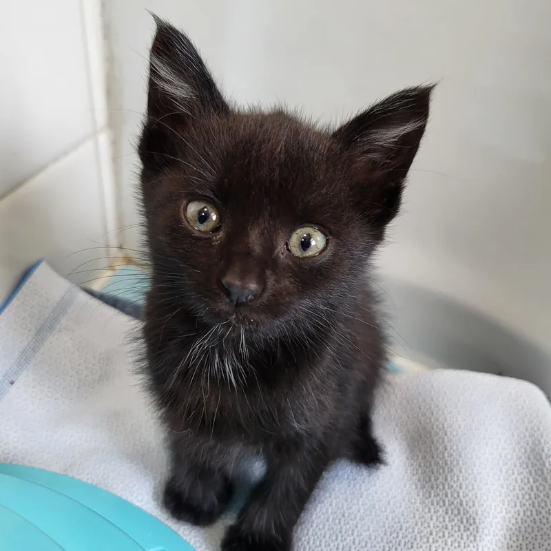 A baby small-sized male Black Domestic Short Hair cat named Lagoon for adoption in Milwaukee, WI