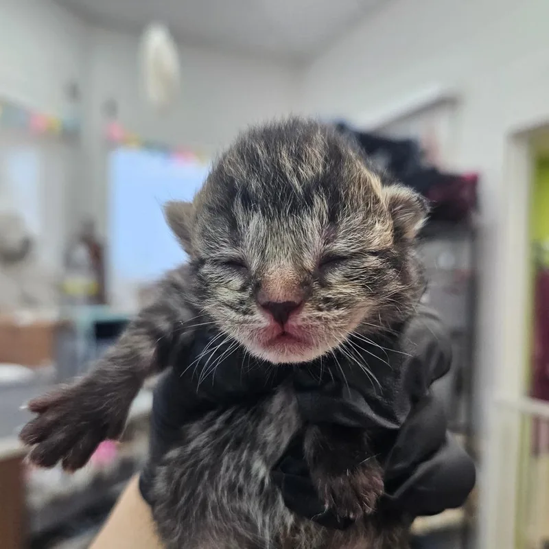 A baby small-sized male Gray / Blue / Silver Domestic Short Hair cat named Jax for adoption in Corpus Christi, TX